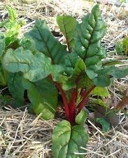 Ruby Red oder Rhabarber Mangold ~ Bio Heirloom Gemüse 200 Samen - 2-jährig!