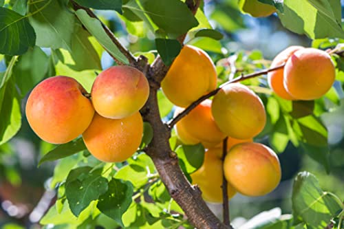 1 Aprikose ' Ungarische Beste' 120-150cm im großem Topf Aprikosen Obst Busch Prunus armeniaca inkl. Dünger
