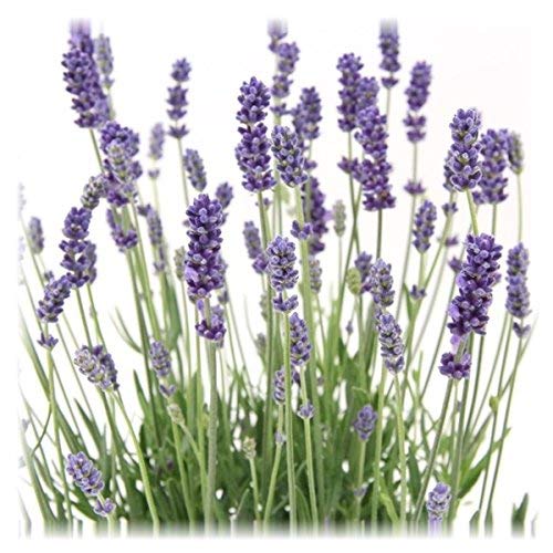 6 Pflanzen Lavandula angustifolia Staude Lavendel