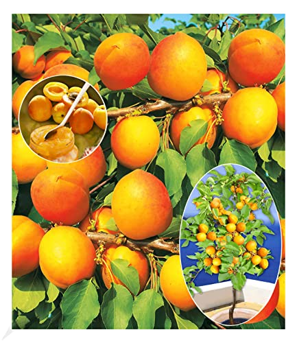 BALDUR Garten Aprikosen 'Compacta Super Compact®', 1 Pflanze, Aprikosenbaum, Prunus armenica, winterhart, mehrjährig, reiche Ernte an essbaren Früchten, selbstfruchtend, Obst-Rarität